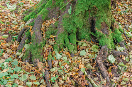 Large roots of old tree in autumn.Natural background. Beautiful intertwining roots of trees covered with moss and fall colorful leaves.Tree roots in autumn forest sceneの写真素材