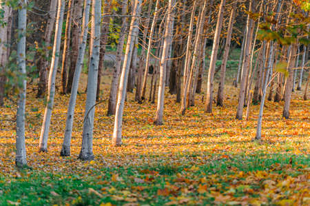 Colorful trunks of trees, close-up. Idyllic fairy autumn landscape. The tree with the hollow in the foreground. Green, orange and yellow leaves. Mysterious light in the background.の写真素材