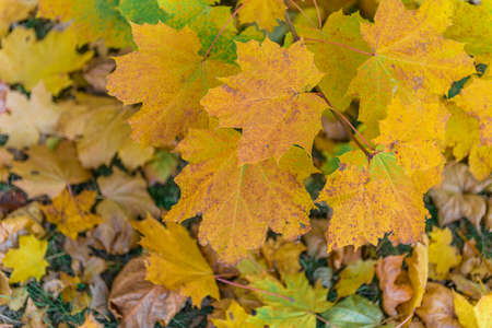 Colorful autumn leaves of maple tree with shallow focus. Fall blurred background .. Free space for text, holidays motive. Fall and Autumn Season Conceptの写真素材