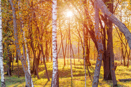 Rays of the setting sun make their way through the thinned autumn forest. Sunset in autumn forest.の写真素材