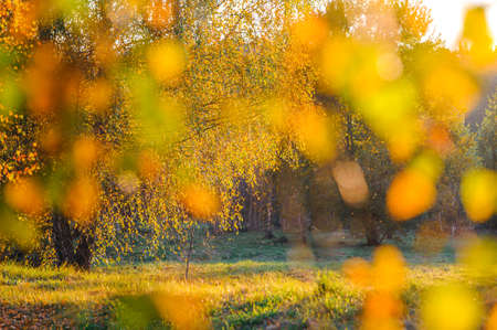 Golden birch forest. Panoramic view. Green, orange, yellow, red leaves, close-up. Pure nature, environmental conservation, ecology. Tree trunks, natural autumn leaf texture, pattern, backgroundの写真素材
