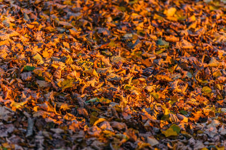 Fallen autumn leaves in a forest clearing in the rays of the setting sun. Yellow autumn leaves on the lawn in the park. The sun was shining through the trees, illuminating the fallen leaves.の写真素材