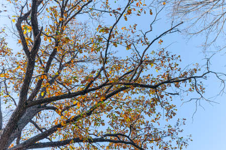 Oak tree with orange leaves. Bottom view of the tree crown. Concept of autumn, autumn background. Photo landscape of a tree with autumn oak leaves. Example of an autumn background for a website or adの写真素材