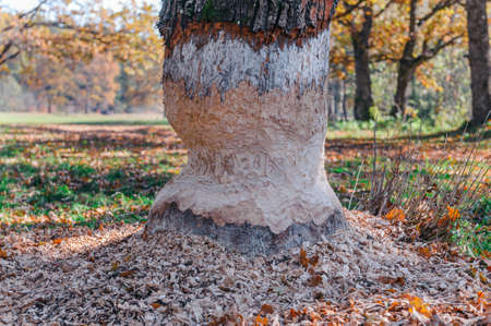 Tree trunk gnawed by European beaver. Huge damaged oak with beaver teeth marks. Oak damaged by beavers and chips of wood on the ground. Concept: Damage caused by wildlifeの写真素材