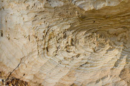 Tree trunk with marks of beaver teeth. Decorative background texture of a tree trunk without bark. Structure, background, pattern, wallpaper, material, natural raw material.の写真素材