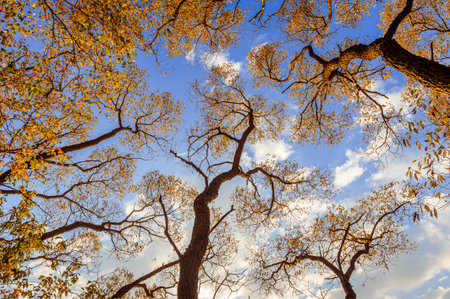 An incredibly beautiful sunset against the background of tree branches. The clouds are colored...