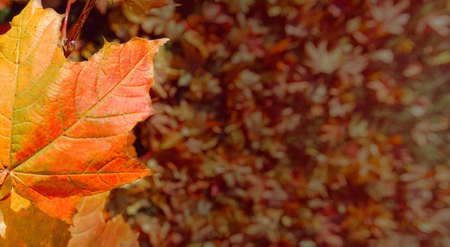 Colorful autumn leaves of maple tree with shallow focus. Fall blurred dark background .. Free space for text, holidays motive. Fall and Autumn Season Conceptの写真素材