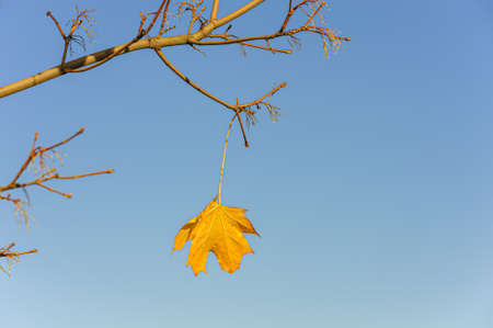 Yellow lonely maple leaf on the branch isolated on blue background. Loneliness and autumn concept.の写真素材