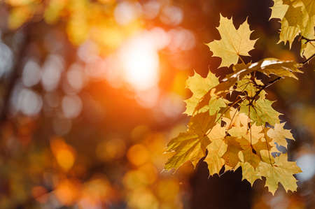 Autumn leaves of maple tree on blurred nature background. Shallow focus. Fall sun bokeh.の写真素材
