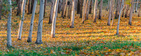 Colorful trunks of trees, close-up. Idyllic fairy autumn landscape. The tree with the hollow in the foreground. Green, orange and yellow leaves. Mysterious light in the background.の写真素材