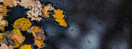 Colorful fall leaves in pond lake water, floating autumn leaf. Autumn wallpaper background concept of falling leaves on water surface. Beautiful reflection in water. Space for text.の写真素材