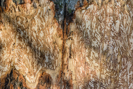 Tree trunk with marks of beaver teeth on sunny day. Decorative background texture of a tree trunk...