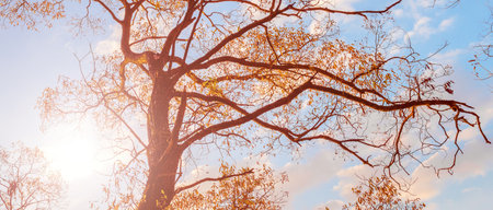 An incredibly beautiful sunset against the background of tree branches. The clouds are colored orange-red. Play of colors of an autumn sunset on a blue sky with clouds. Landscape.の写真素材