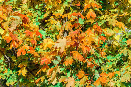 Yellow, autumn maple tree in the Park, colorful red and orange leaves. Indian summer. Foliage.の写真素材