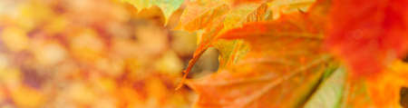 Colorful autumn leaves of maple tree with shallow focus. Fall blurred background.. Free space for text, holidays motive. Landscape in autumn seasonの写真素材