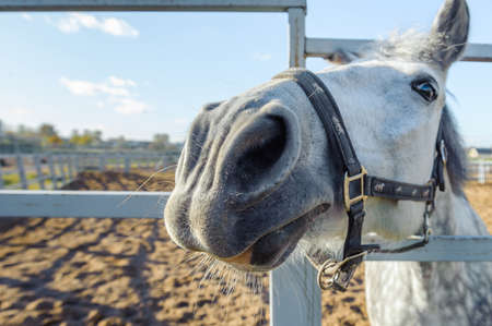 The white horse is tied to the stall. The white horse is tied to the stall. Horse outdoor.の写真素材