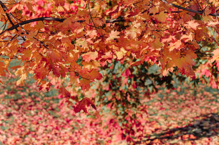 Colorful autumn leaves of maple tree with shallow focus. Fall blurred background.. Free space for text, holidays motive. Fall and Autumn Season Conceptの写真素材