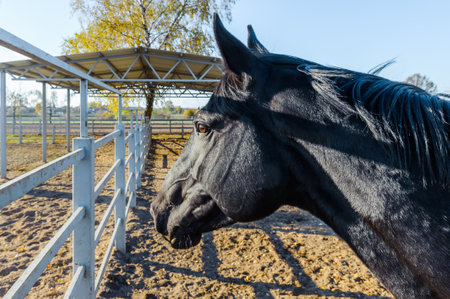 Beautiful Black Horse portrait in the stable outdoors.の写真素材
