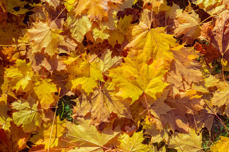 Yellow and orange autumn leaves background. Outdoor.Colorful backround image of fallen autumn leaves. Autumn time on a sunny day.の写真素材