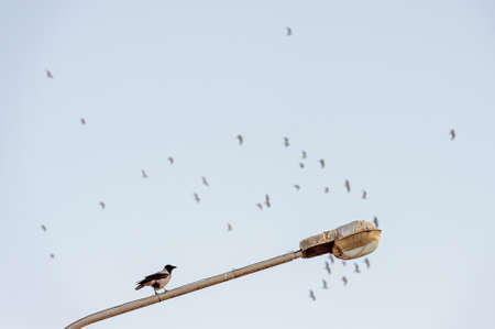 Gray crow, close-up, sitting on a flashlight against the background of migratory birdsの写真素材