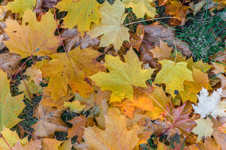 Colorful autumn season maple leaves on the green grass in the park. Autumn background.の写真素材