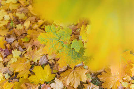 Colorful autumn leaves of maple tree with shallow focus. Fall blurred background.. Free space for text, holidays motive. Fall and Autumn Season Conceptの写真素材
