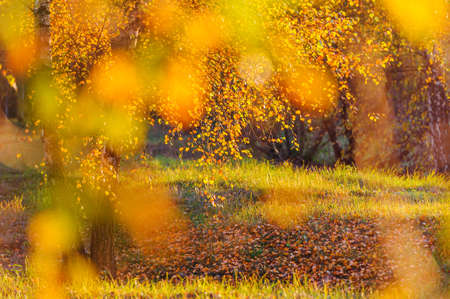 Golden birch forest. Panoramic view. Green, orange, yellow, red leaves, close-up. Autumn background with orange, yellow leaves and golden sun lights, natural bokeh. Copy space, banner.の写真素材
