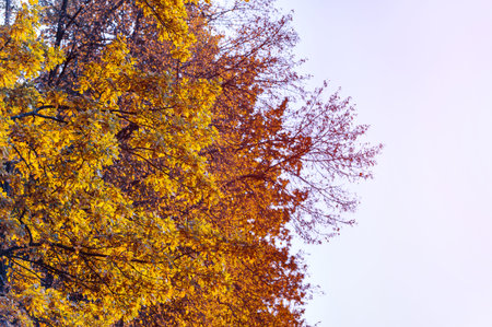 Bright yellow autumn leaves on a background of blue sky in fine Sunny weather. Beautiful autumn...