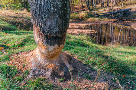 Tree trunk gnawed by European beaver. Huge damaged oak with beaver teeth marks. Oak damaged by beavers and chips of wood on the ground. Concept: Damage caused by wildlifeの写真素材