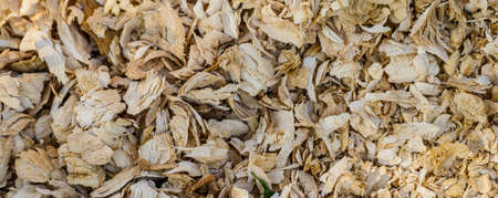 Wood chips. Remains of a tree covered with beavers. Beaver food in the wild. Woodchips, chips from a felled tree, top view. Structure, background, pattern, wallpaper, material, natural raw material.の写真素材