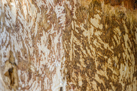Tree trunk with marks of beaver teeth. Decorative background texture of a tree trunk without bark. Concept of forest fire and environment background for design.の写真素材