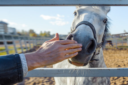 A hand stroking a gray horse head - Close up portrait of a horse - Tenderness and caring for animals concept. Lifestyle animal and people friendship Travel conceptの写真素材