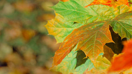 Colorful autumn leaves of maple tree with shallow focus. Fall blurred dark background.. Free space for text, holidays motive. Fall and Autumn Season Conceptの写真素材