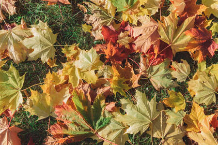 Colorful autumn season maple leaves on the green grass in the park. Autumn background.の写真素材