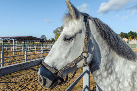 The white horse is tied to the stall. Horse outdoor.の写真素材