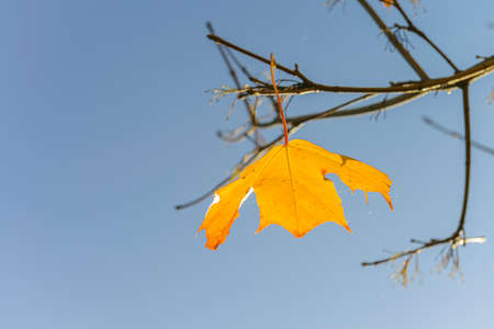 Yellow lonely maple leaf on the branch isolated on blue background. Loneliness and autumn concept. Space for text.の写真素材