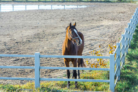 A brown horse at a horse breeding farm in a village on autumn sunset on dreamy meadow in golden hour. High quality photoの写真素材