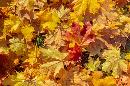 Red and orange autumn leaves background. Outdoor.Colorful backround image of fallen autumn leaves. Autumn time on a sunny day.の写真素材