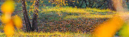 Autumn background with orange, yellow leaves and golden sun lights, natural bokeh. Fall nature landscape with copy space, bannerの写真素材