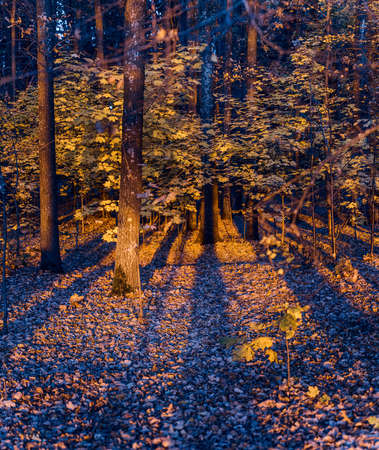 Colorful trunks of trees, close-up. Idyllic fairy autumn landscape. Yellow leaves. Mysterious light in the background. Panorama of several photos.の写真素材