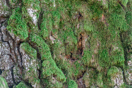 A closeup shot of a mossy tree trunk texture. Bark of old tree close up with green moss. Nature abstract background.の写真素材