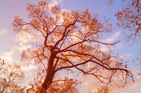 An incredibly beautiful sunset against the background of tree branches. The clouds are colored orange-red. Play of colors of an autumn sunset on a blue sky with clouds. Landscape.の写真素材
