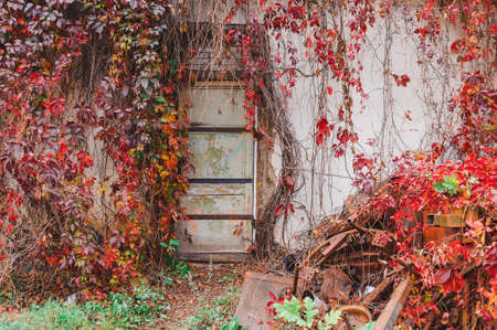 wooden door of the old abandoned house in the woods covered with colorful leaves in the autumn garden. Druya, Belarus.の写真素材