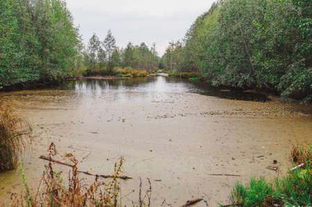 Dark swamp wetlands with grey greens water. Autumn time. Yelnya National Landscape Reserve trail over a bog , Belarusの写真素材