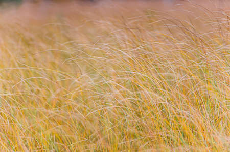 Natural golden autumn dry grass meadow yellow orange vibrant grassland rural texture. Yelnya National Landscape Reserve trail over a bog , Belarus.の写真素材