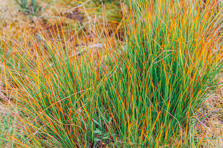 Natural golden autumn dry grass meadow yellow orange vibrant grassland rural texture. Yelnya National Landscape Reserve trail over a bog , Belarus.の写真素材