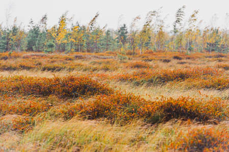 Swamps. Belarusian swamps are the lungs of Europe. Ecological reserve Yelnya. Yelnya National Landscape Reserve trail over a bog , Belarus.の写真素材