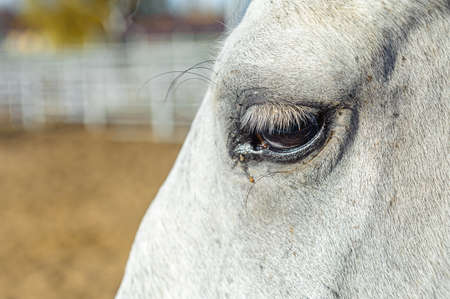 Eye of white horse with long eyelashes close upの写真素材