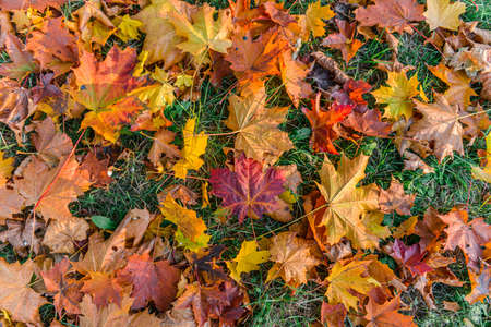 Fallen colorful leaves on green grass, autumn backgroundの写真素材