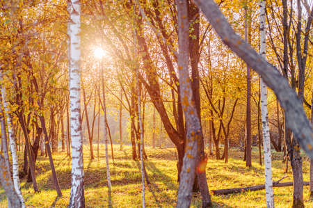 Sunset in autumn forest. Silhouettes of trees in the sunの写真素材